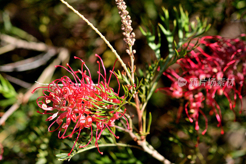 Grevillea Banksii /红色丝滑橡木花